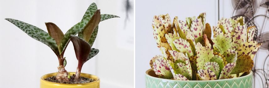 Ledebouria socialis rt Kalanchoe marmorata