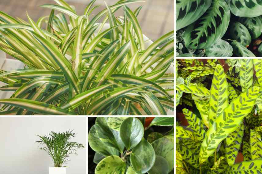 dracaena toxique : quelles alternatives ?