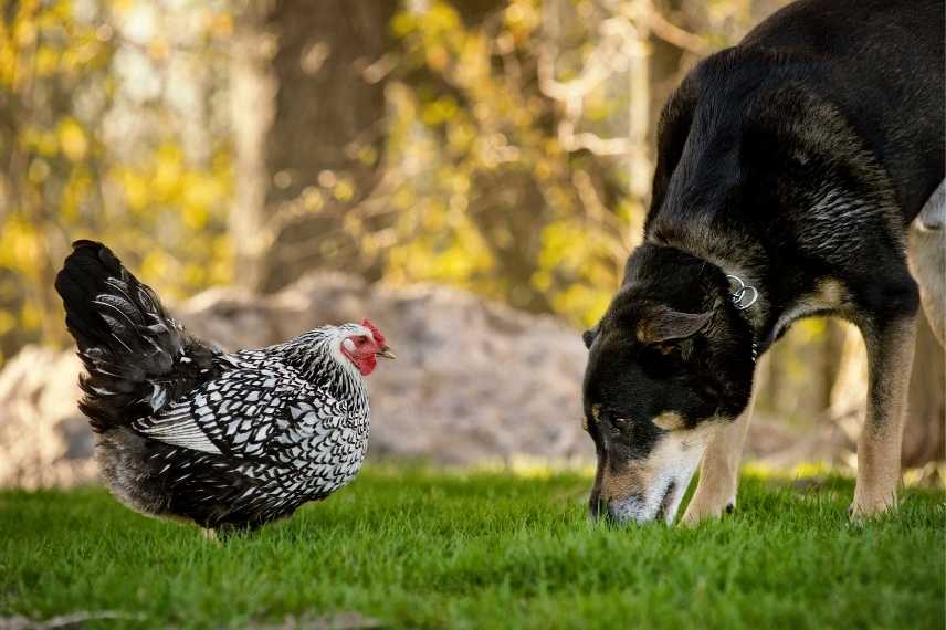 cohabitation poules chien