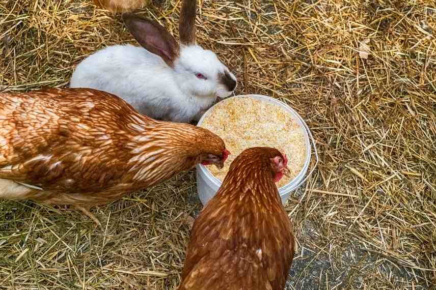 cohabitation poules lapins