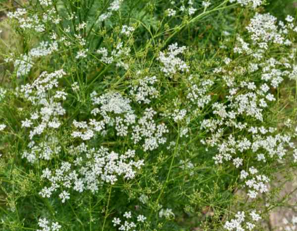 Comment semer le cumin ?