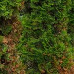 Brunissement des conifères : causes et solutions