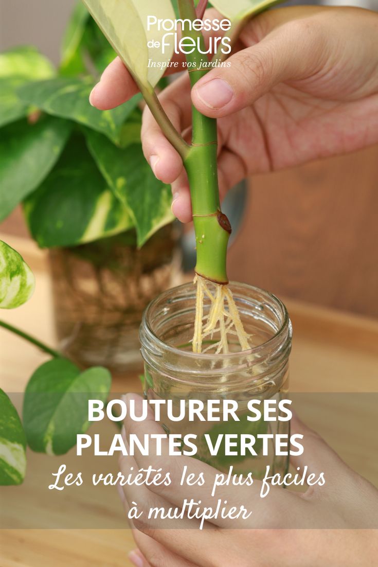 bouture de plante verte