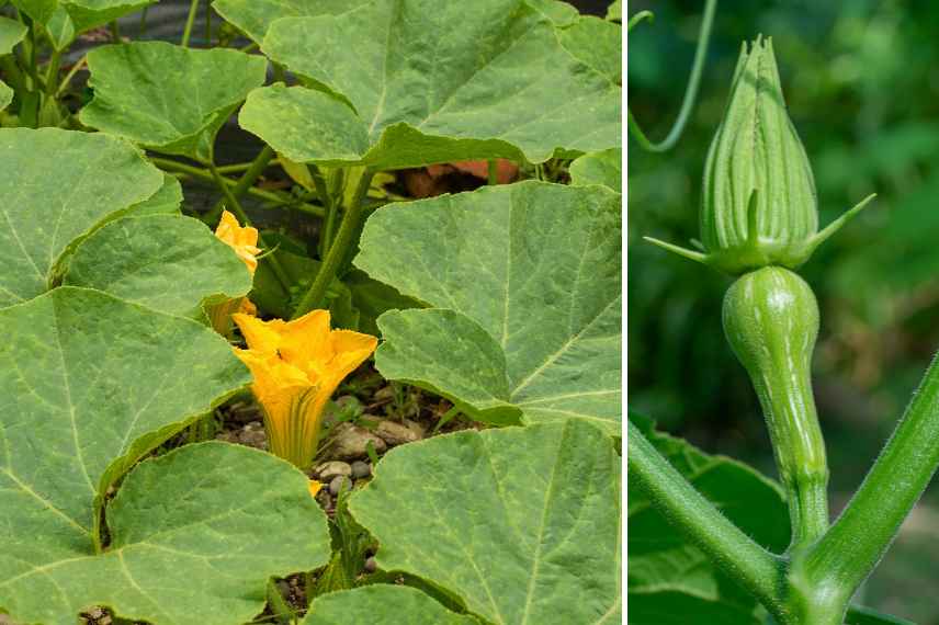 culture de la butternut su semis à la récolte
