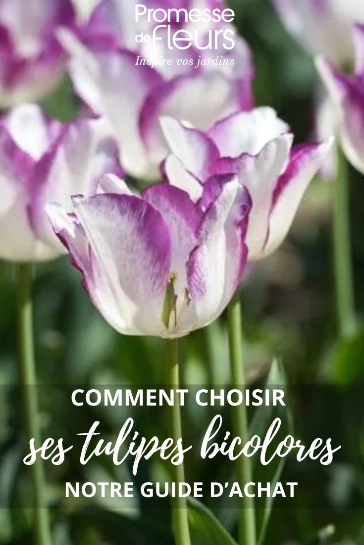 tulipes bicolores guide d'achat