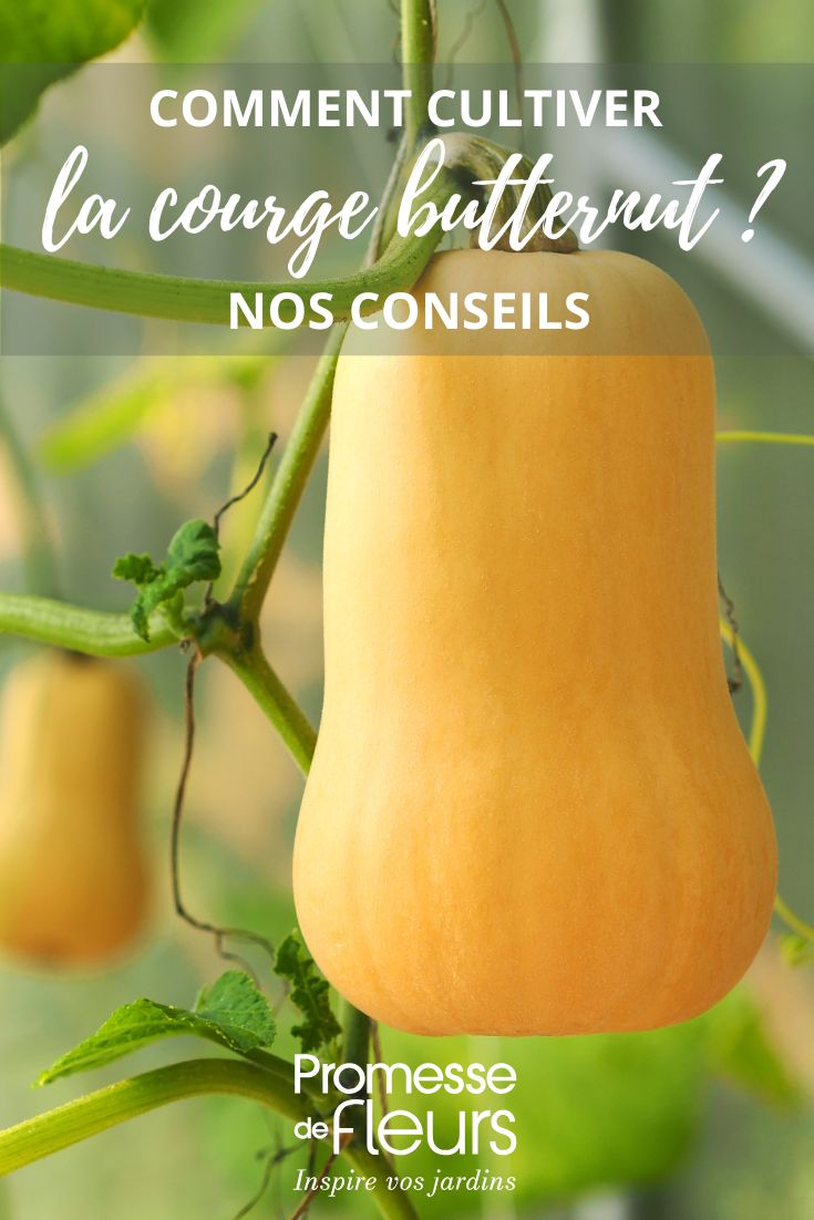 culture courge butternut
