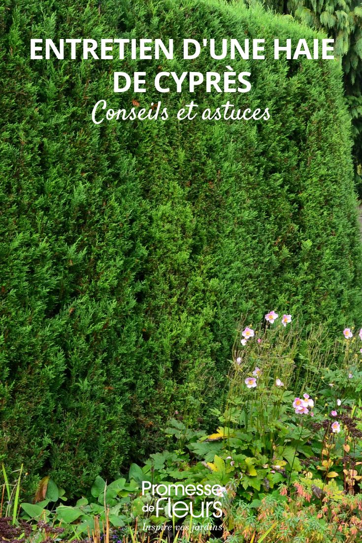 une haie de cyprès