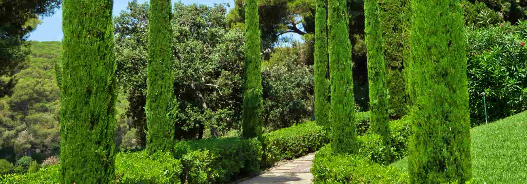 Comment intégrer des cyprès dans un jardin contemporain ?