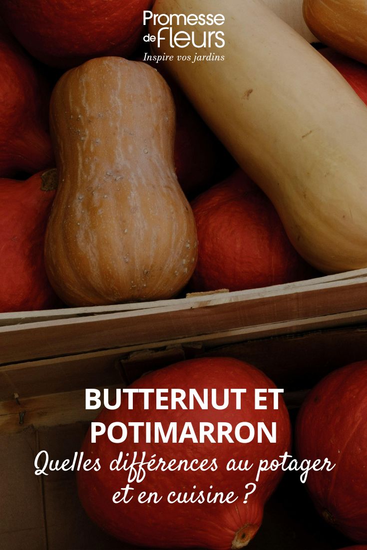 Courges butternut et potimarron