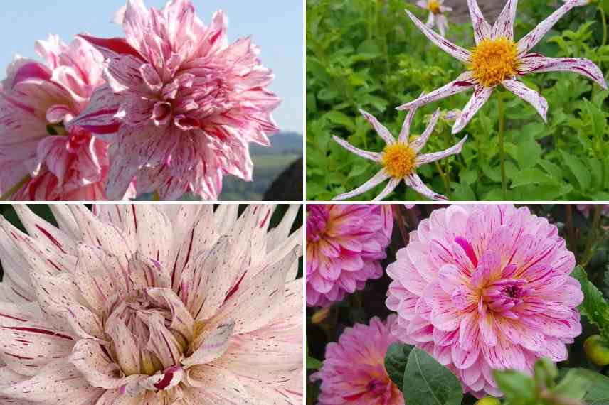 dahlias tachetes