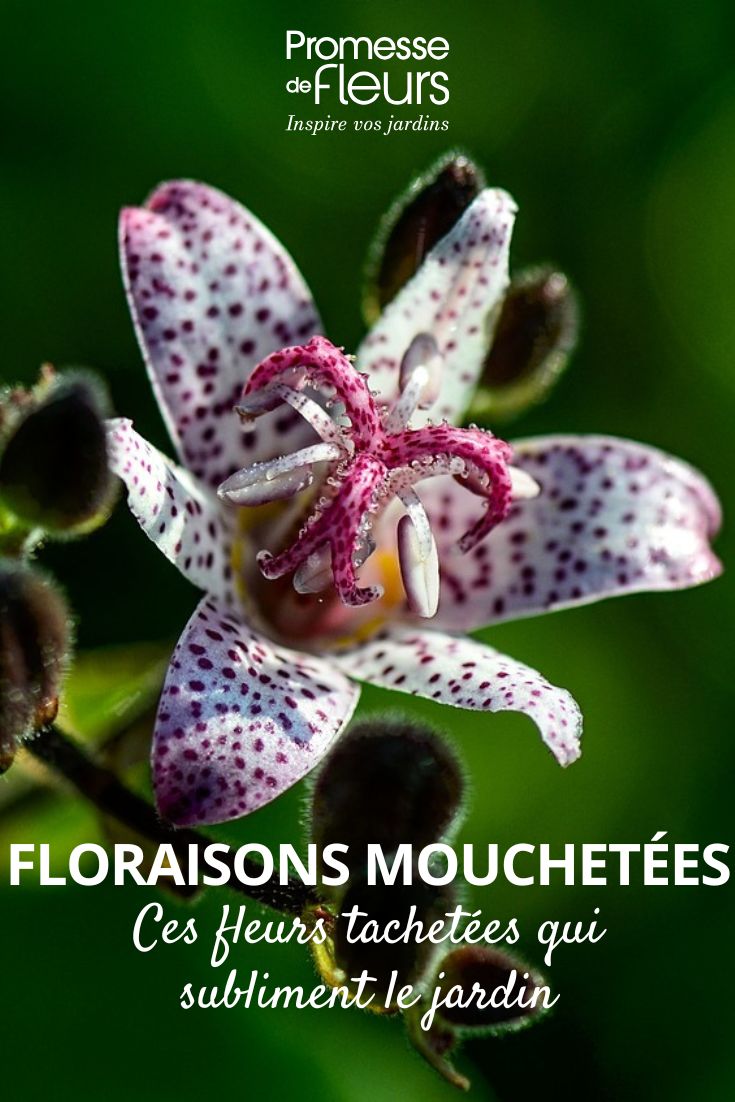 tricyrtis hirta