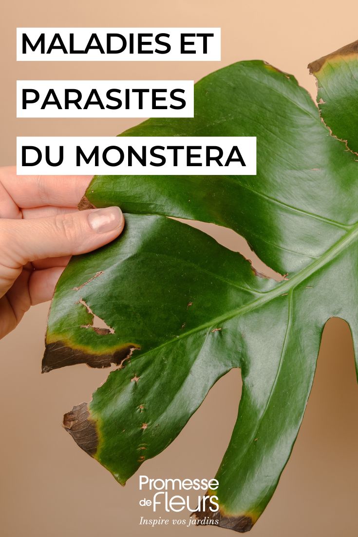 feuille de monstera malade