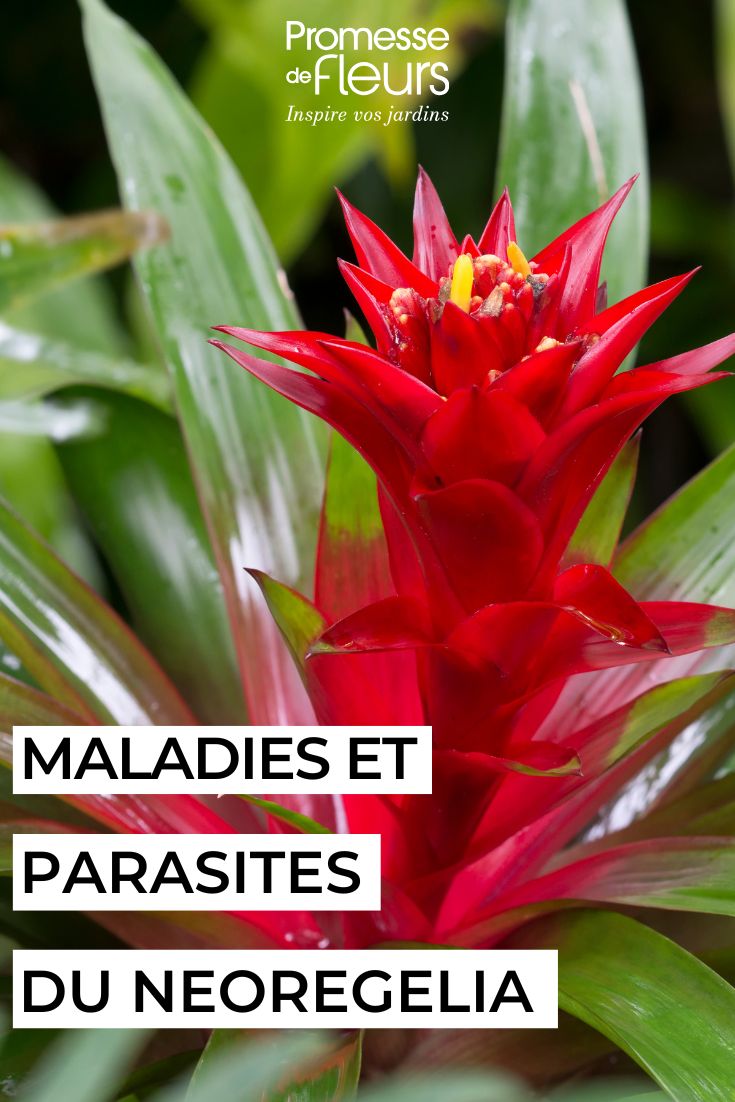 soigner le NEOREGELIA