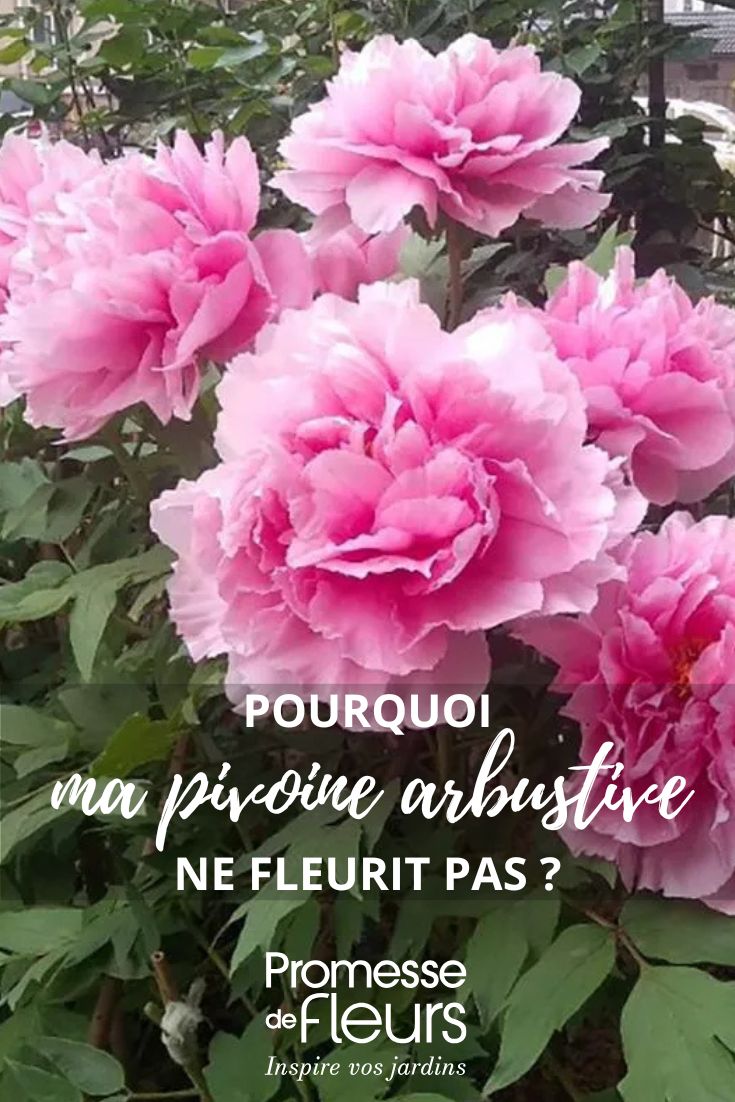 floraison pivoine arbustive