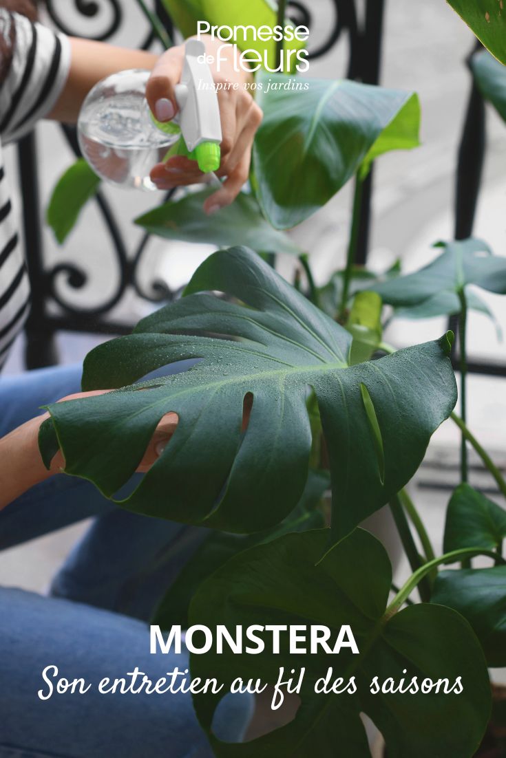 entretient du monstera
