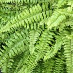 Comment multiplier la fougère de Boston ou Nephrolepis ?