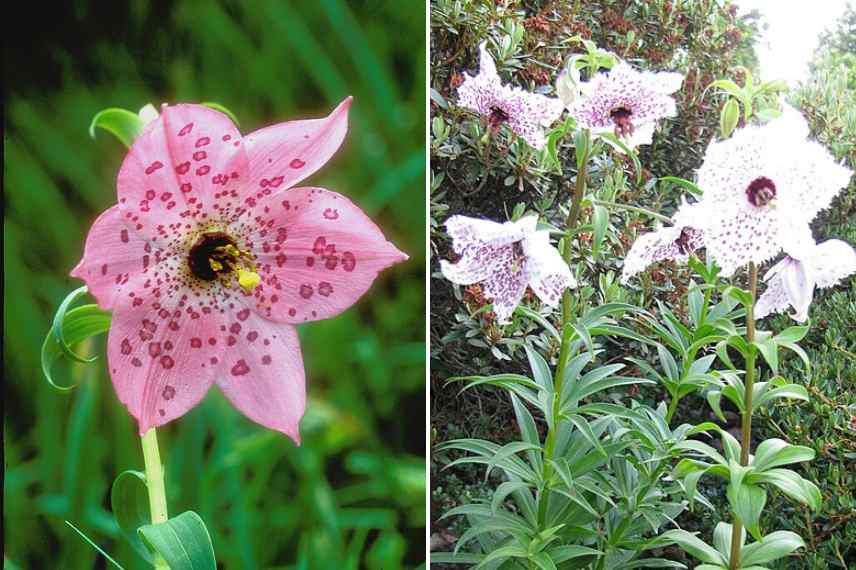 fleur tachee mouchetee