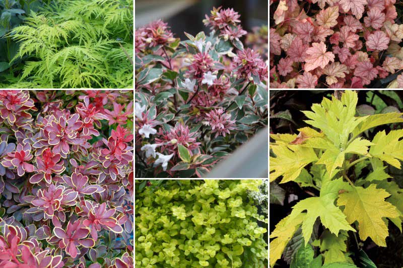 Massif contrasté cuivre et jaune avec l'abélia 'Psykedelik'