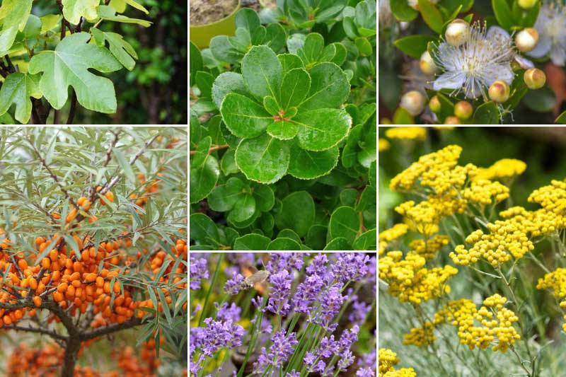 Ambiance jardin méditerranéen avec l'arbousier 'Peace and Love'