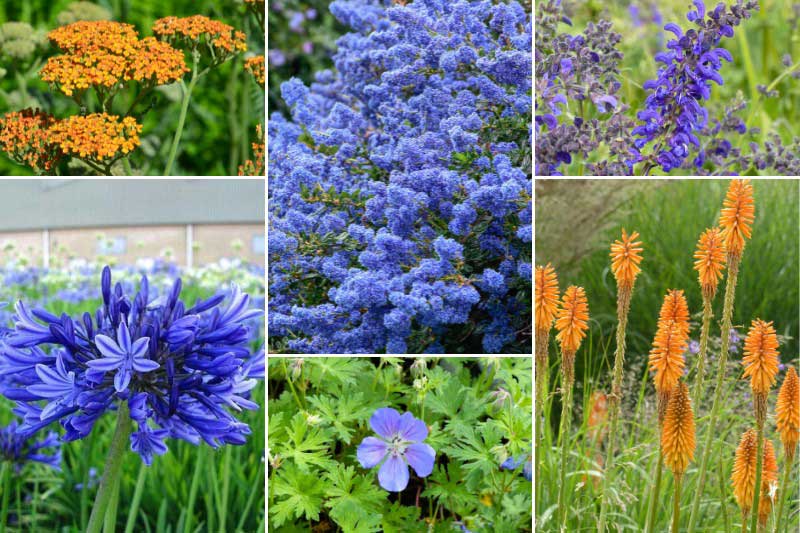 Jardin bleu et orange avec le céanothe 'Pacific Wave'