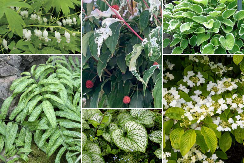 Jardin vert et blanc avec le cornouiller du Japon 'Watermelon Sugar'