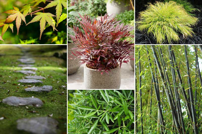 Ambiance jardin japonais avec le Mahonia 'Meteor'