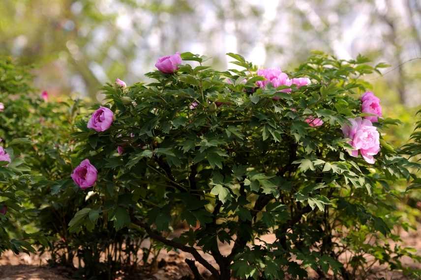 pivoine arbustive sans fleurs : pourquoi ?
