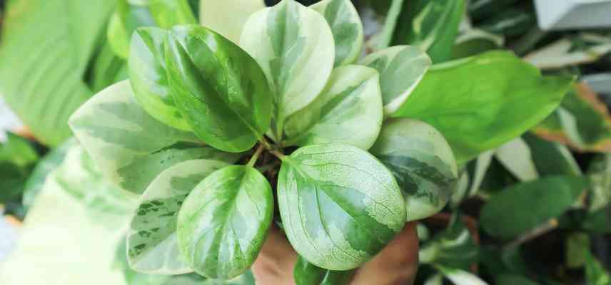 maladies sur peperomia