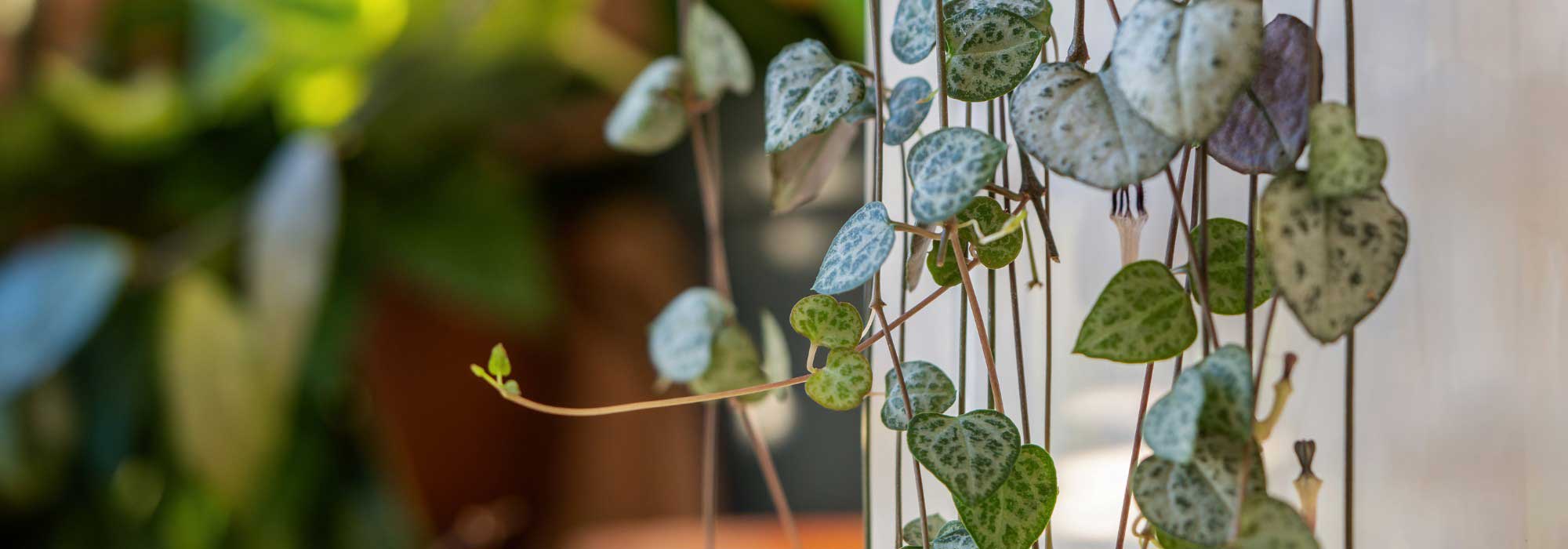 Plantes d’intérieur suspendues : la déco prend de la hauteur