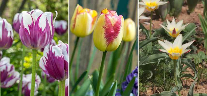 tulipes bicolores varietes