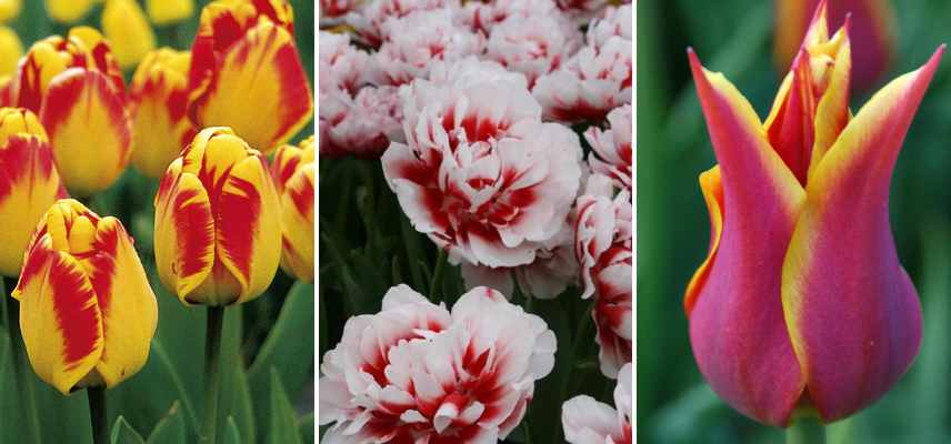 tulipes bicolores varietes