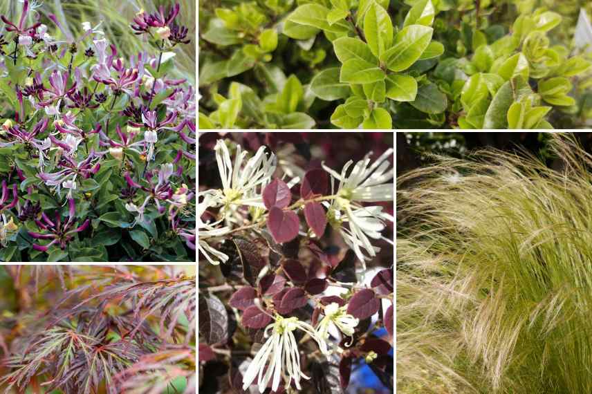 associer loropetalum bac pot balcon terrasses