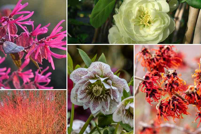 mariage associer loropetalum hiver