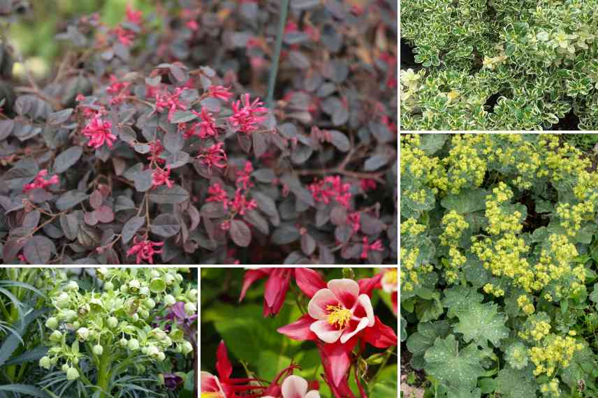 associer le loropétale