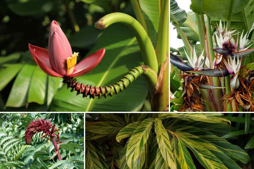 associations bananier petit jardin