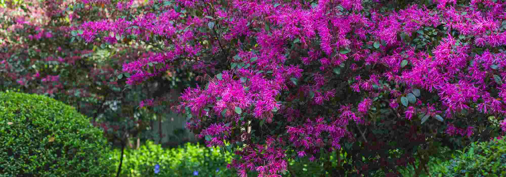 Comment associer le Loropetalum ?