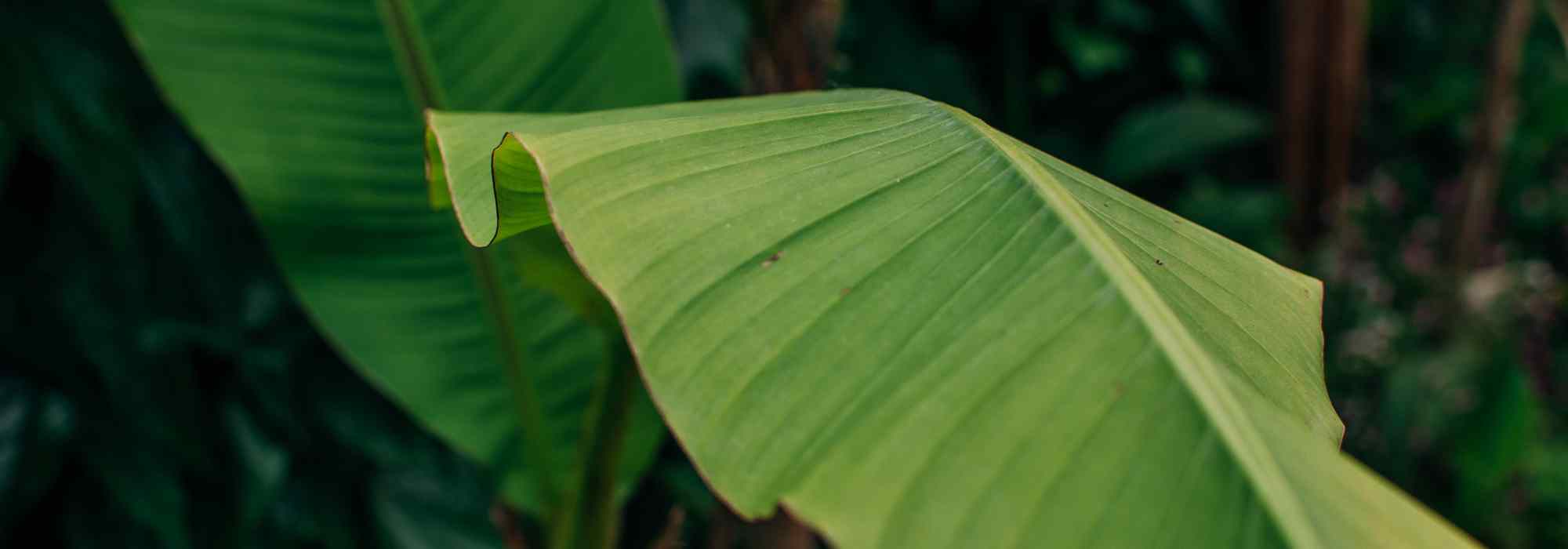 Un bananier dans un petit jardin ? nos idées pour bien l'intégrer