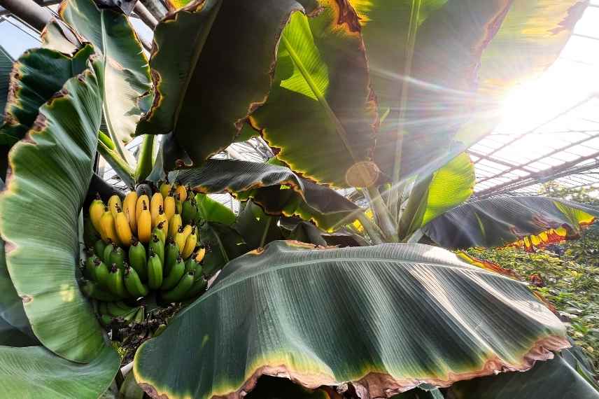 comment obtenir des bananes sur un bananier ?