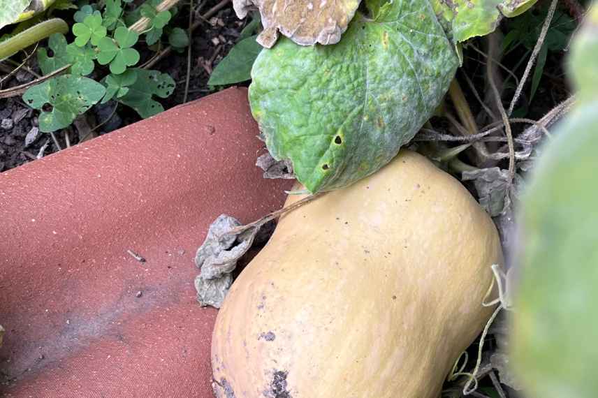 culture de la butternut : toutes nos astuces