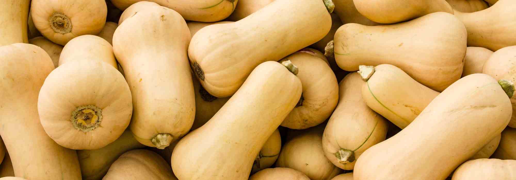 Comment cultiver la courge butternut ? Nos conseils
