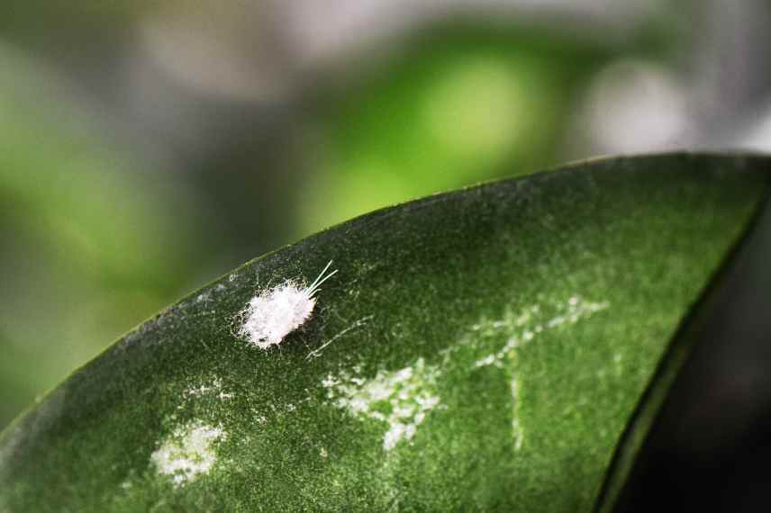 cochenilles sur monstera traiter