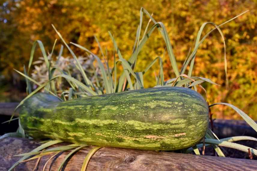 courges moins connues