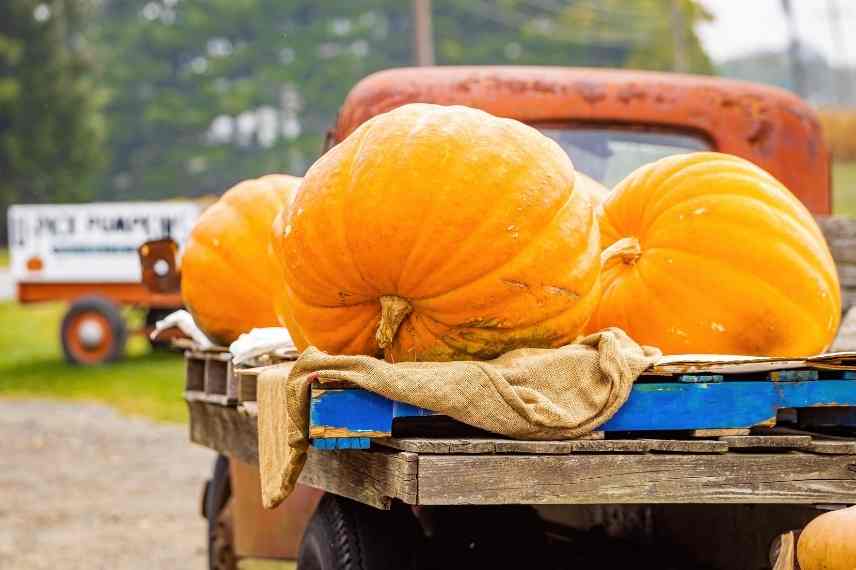 courges géantes transport