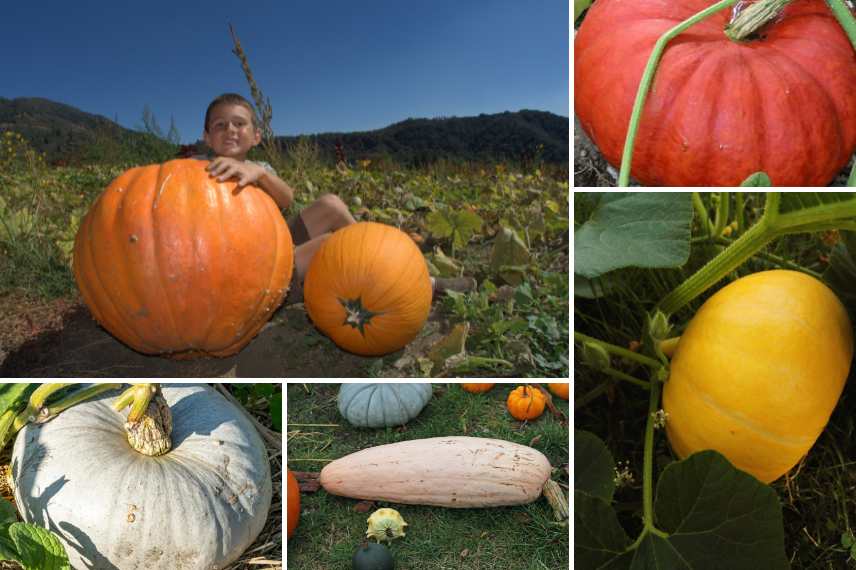 courges géantes : les meilleures variétés 