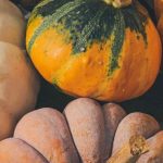 Courges méconnues ou oubliées : des trésors pour le potager