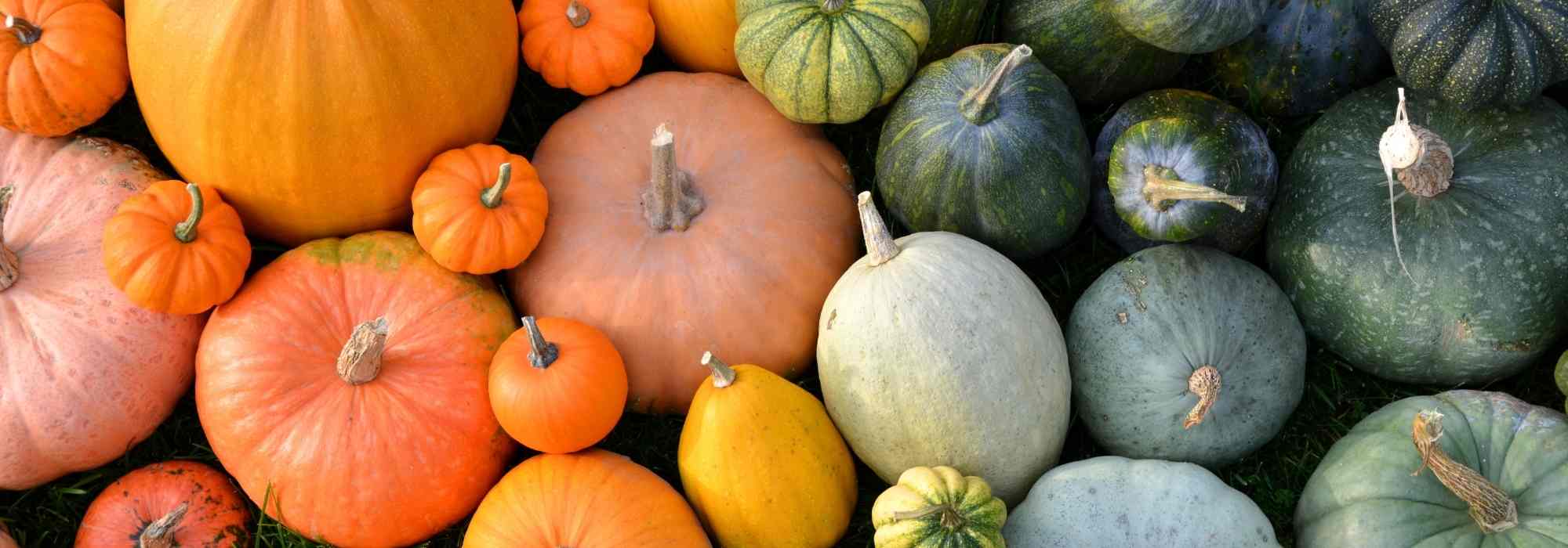Les différentes familles de courges : choisir les bonnes variétés pour son jardin