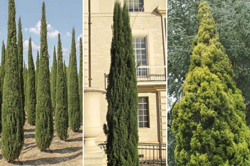 3 variétés de cyprès de provence : Cyprès ‘Garda’, cyprès 'Pyramidalis' et cyprès 'Swane's Golden'