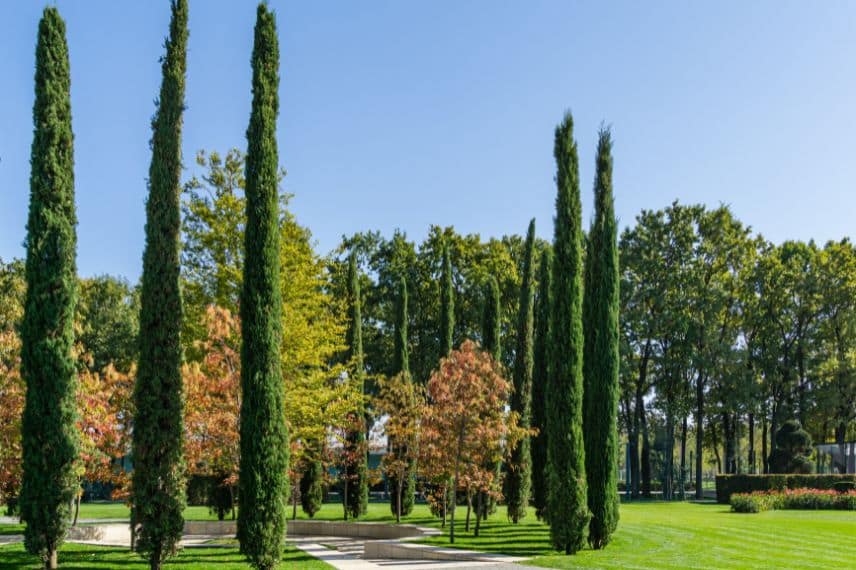 Des cyprès intégrés dans un jardin contemporain