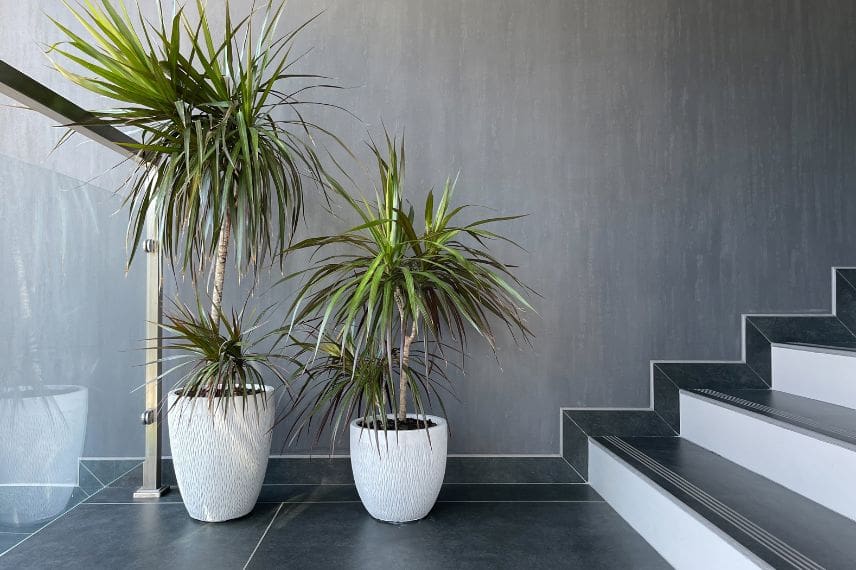 dracaena en pot en intérieur moderne