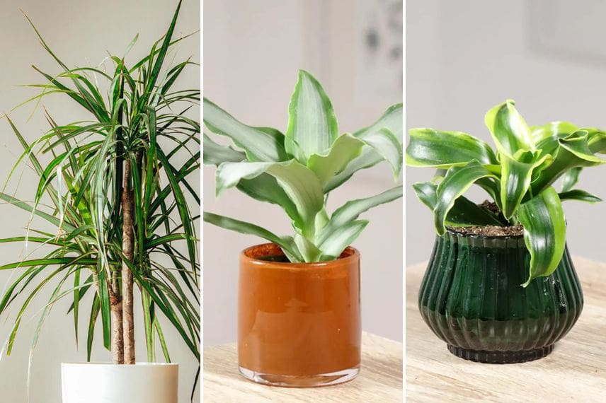 Différentes formes de dracaena